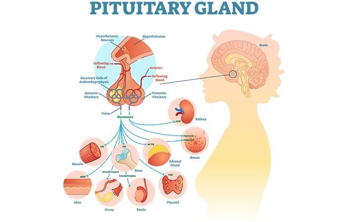 Pituitary disorders & thyroid treatment in hyderbad